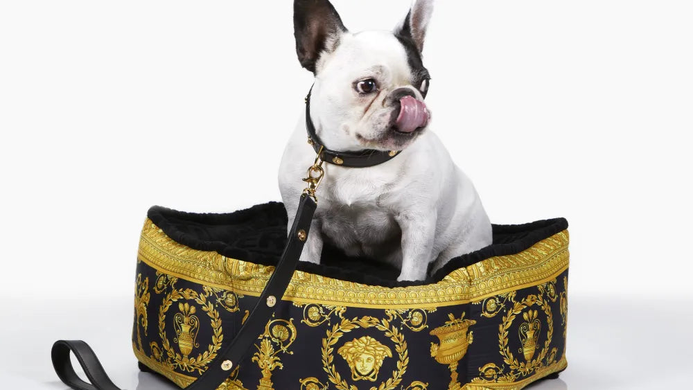 Pet Accessories