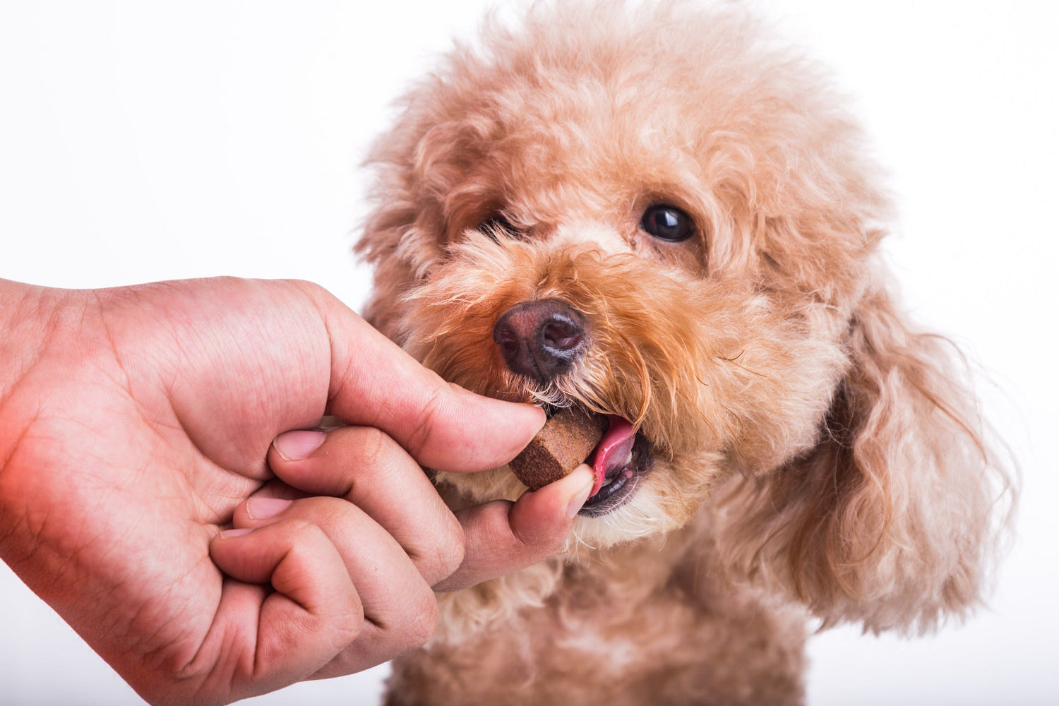 Pet Supplements