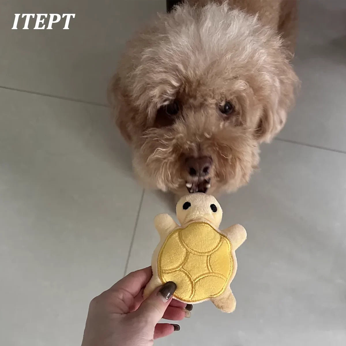 Mini Cute Turtle Dog Plush Toy- Squeaky- Soft and Safe- Good for Dental Health- Suitable for Puppies/Small Dogs-Dog Toys