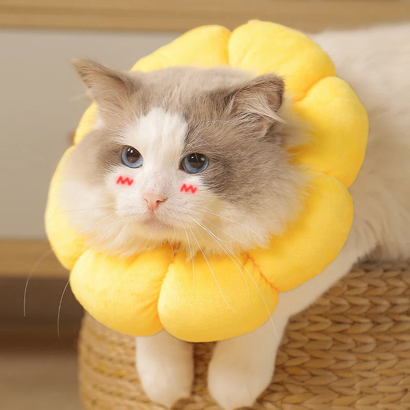 Small Dog Recovery Collar-Adorable - After Surgery Adjustable-Wound Healing Protection Collar-Sizez XS to L-Collar/Leashes