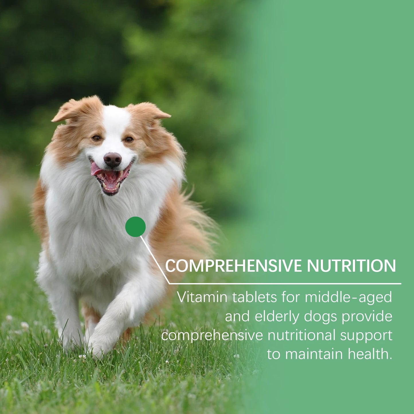 Senior Dog Multivitamin Tablets Nutrition- Promote Pet Metabolism- Boosting Immunity -Keep Healthy Vitamins Supplement- 80 Tablets-Pet  Grooming