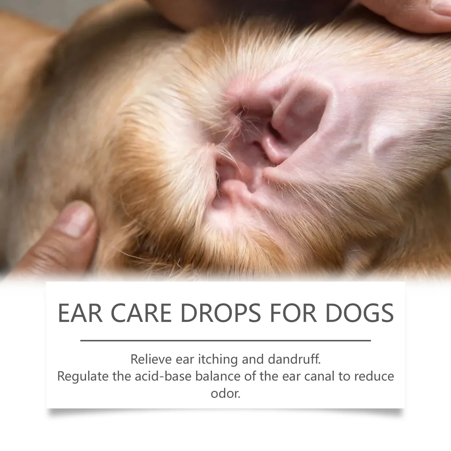 Ear mite treatment for Dogs-Pet Grooming