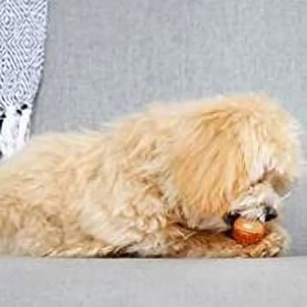Extra Small Chicken Flavor Dog Chew Toy-for Puppies/Small Dogs- Long Lasting- Durable Nylon Bone- Teething Chew Stick-Great for Aggressive Chewers-Teething Relief- Interactive Dental Cleaning Bone-Pet Bowls/Feeding