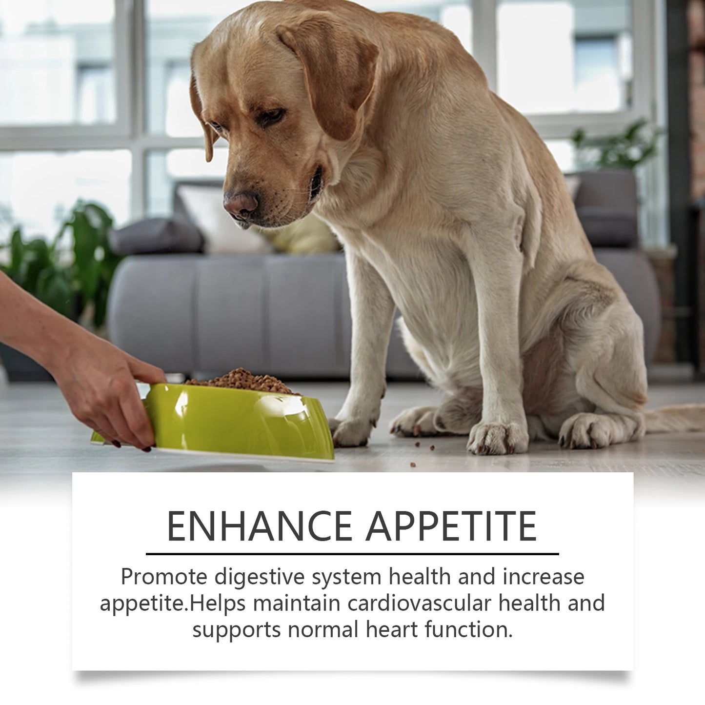 Senior Dog Multivitamin Tablets Nutrition- Promote Pet Metabolism- Boosting Immunity -Keep Healthy Vitamins Supplement- 80 Tablets-Pet  Grooming